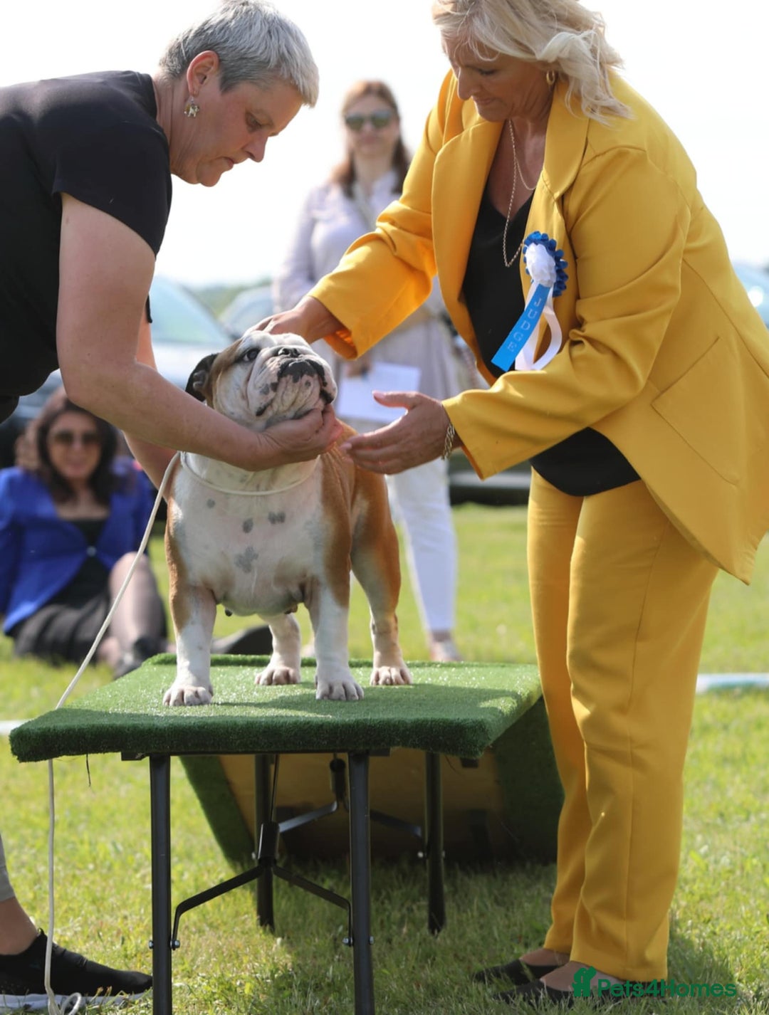 English Bulldog dogs for sale: Show quality english bulldog puppies  - Image 11
