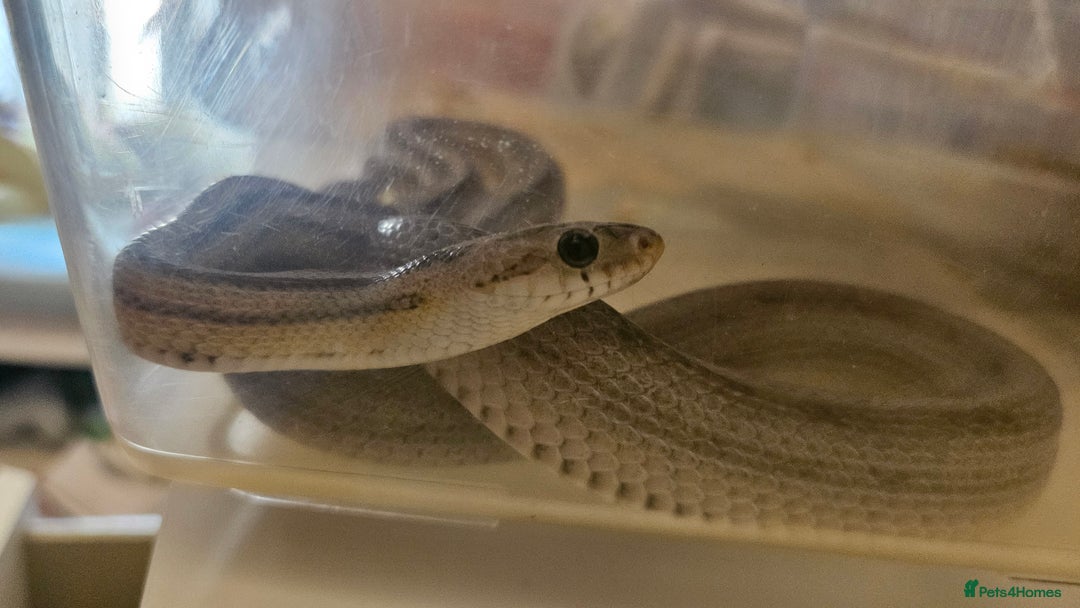 Corn Snake reptiles for sale: Corn snake for sale  - Image 3