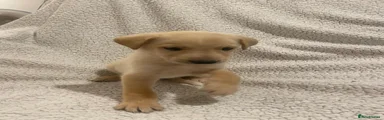 Lurcher 3