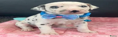 Light blue collar 