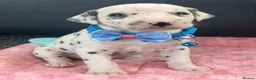 Dalmatian dogs for sale: Beautiful Dalmatian puppies ready to reserve  - Advert 22