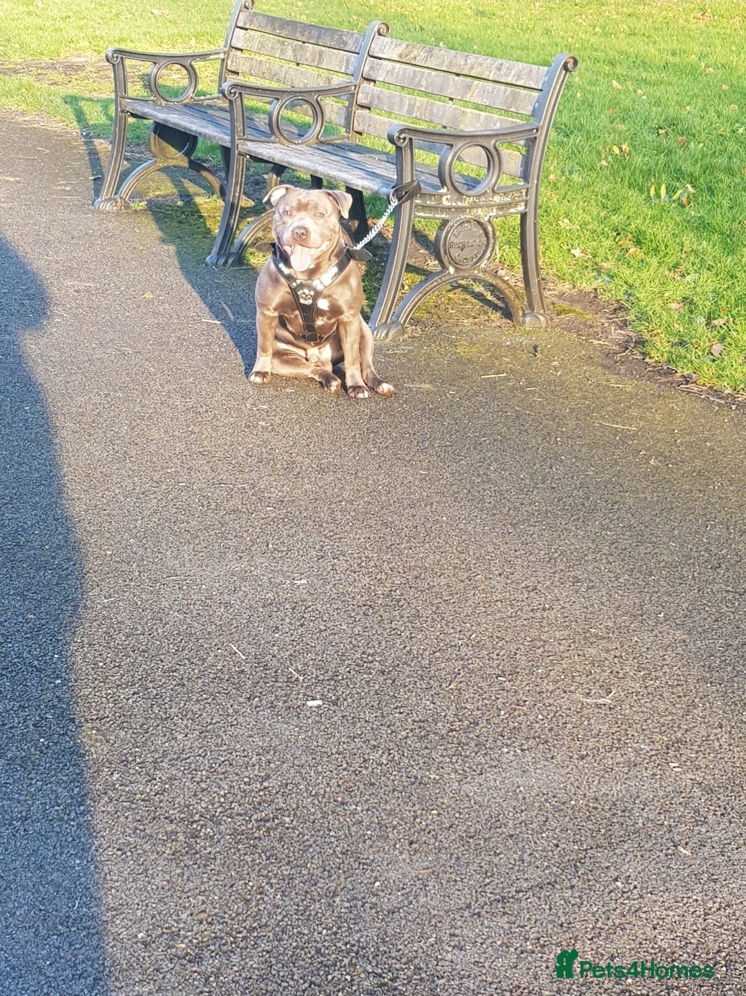 Staffordshire Bull Terrier dogs for stud: Staffordshire bull terrier  - Advert 1