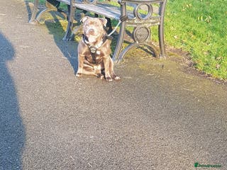 Staffordshire Bull Terrier dogs Staffordshire bull terrier - Advert 1