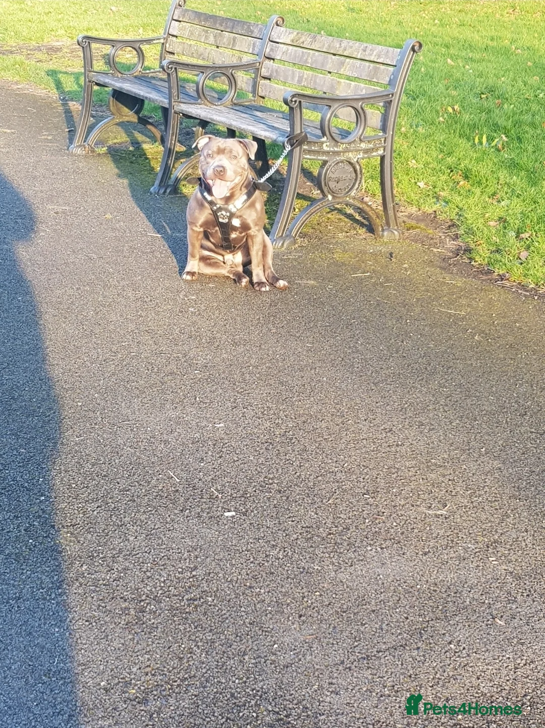 Staffordshire Bull Terrier dogs for stud: Staffordshire bull terrier  - Advert 1