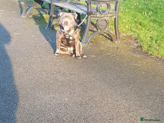 Staffordshire Bull Terrier dogs Staffordshire bull terrier - Advert 11