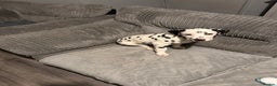 Dalmatian dogs for sale: Male Dalmatian puppy  - Advert 1