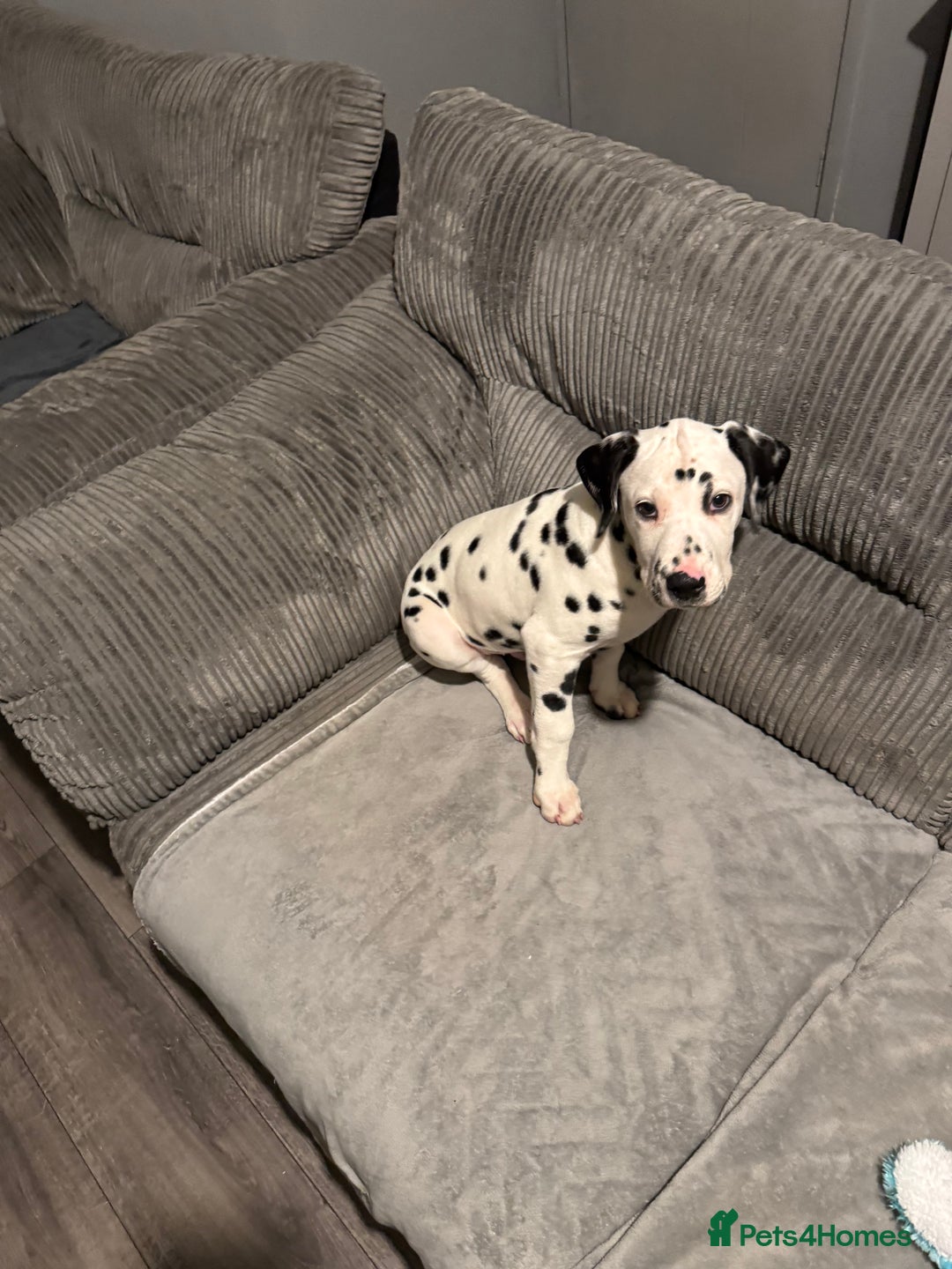 Dalmatian dogs for sale: Male Dalmatian puppy  - Advert 1