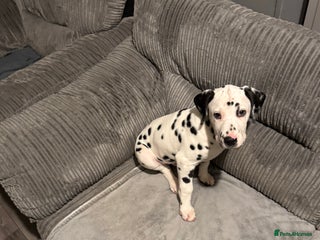Dalmatian dogs Male Dalmatian puppy - Advert 13