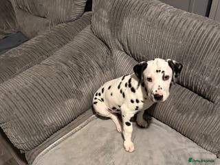 Dalmatian dogs Male Dalmatian puppy - Advert 3