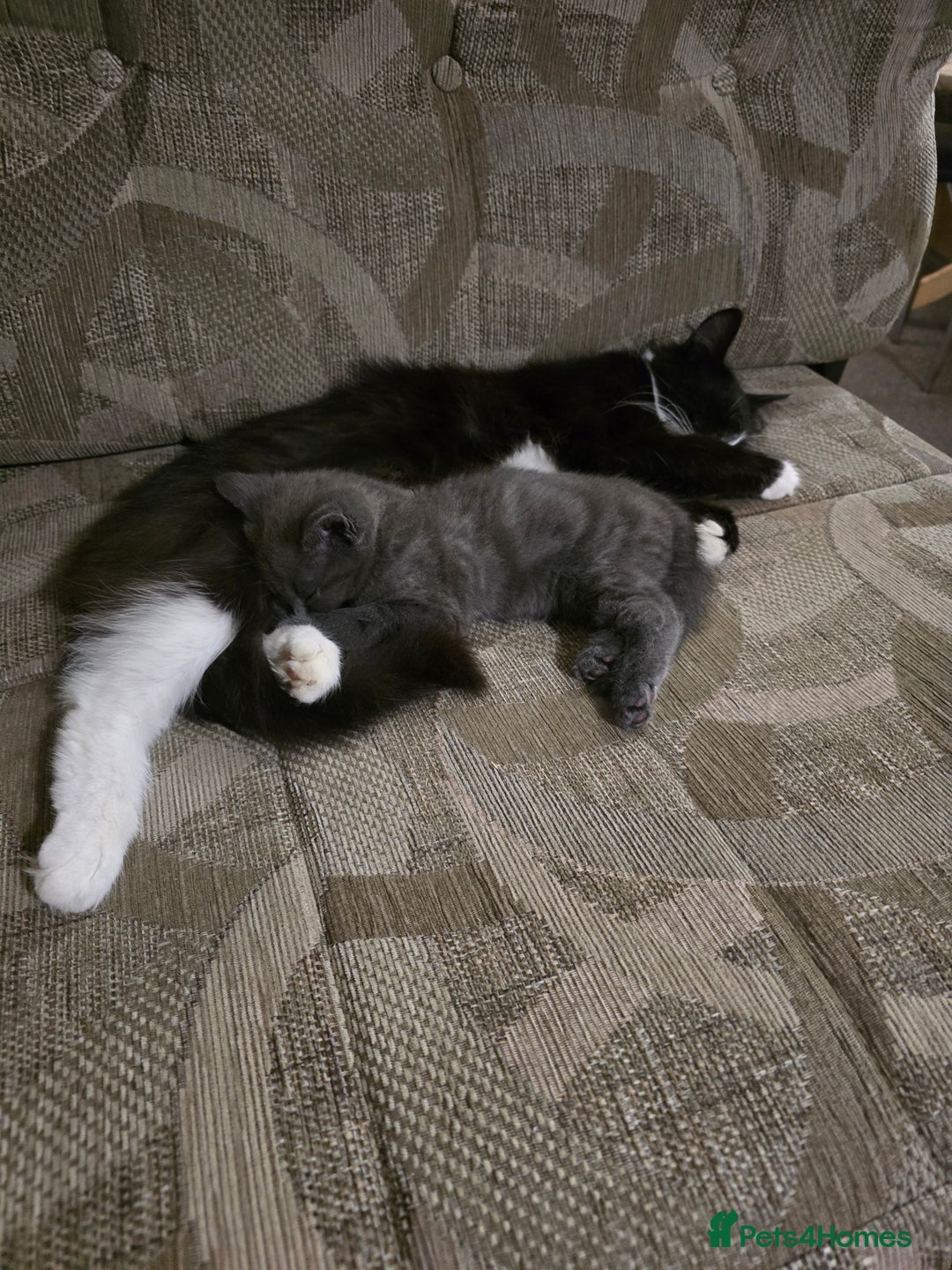 Mixed Breed cats for sale: Grey Female kitten - Image 3
