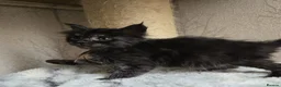 Maine Coon cats for sale: Hand Reared Black Smoke Maine Coon Kittens - Advert 18
