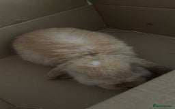 Mini Lop rabbits for sale: Baby mini lop - Image 2