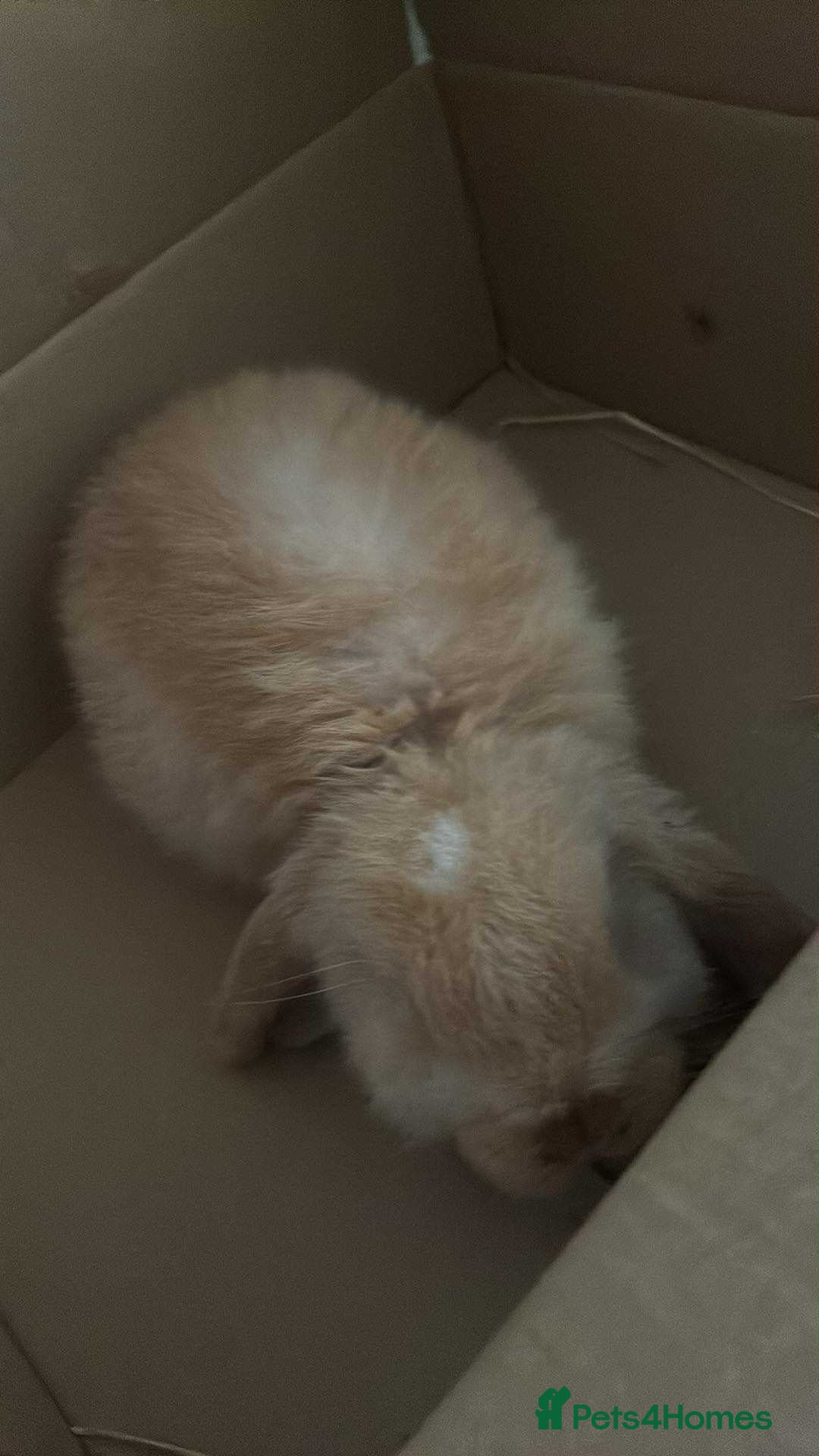Mini Lop rabbits for sale: Baby mini lop - Image 2