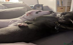 Whippet dogs for sale: Dottie - Cute Whippet Mix - Advert 3