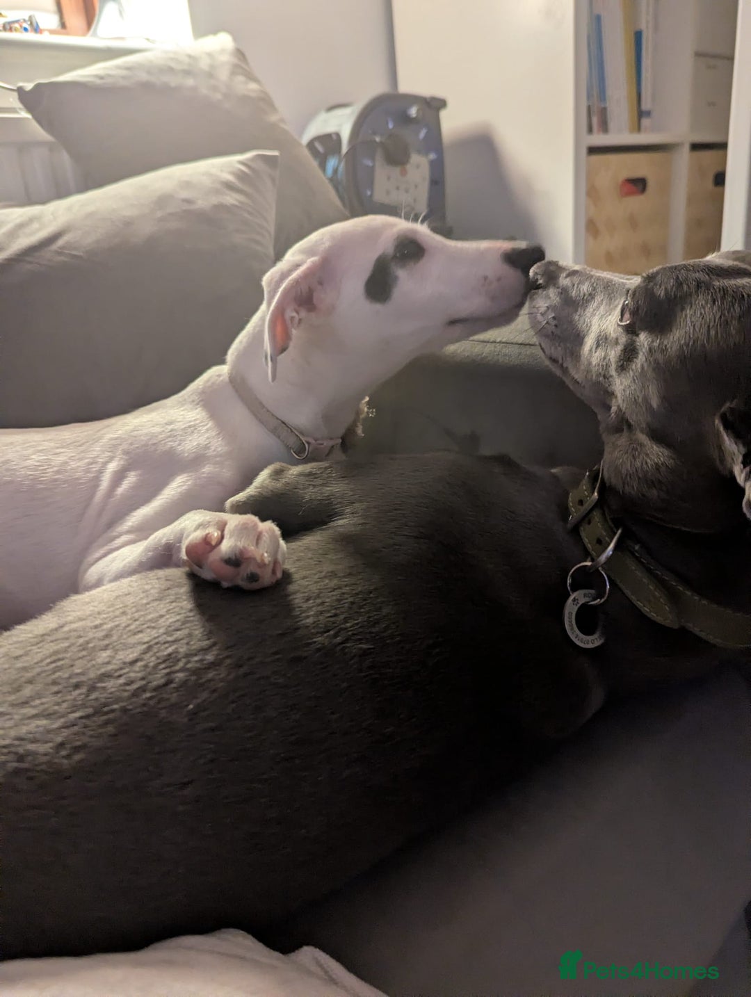 Whippet dogs for sale: Dottie - Cute Whippet Mix - Advert 3