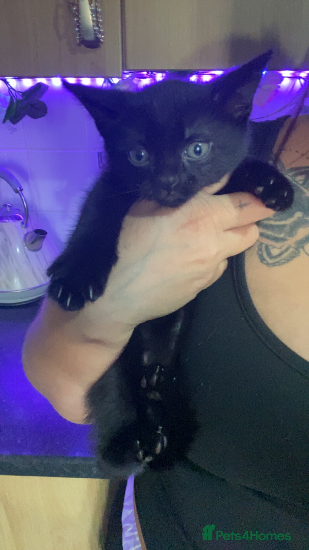 Mixed Breed cats Female all black kitten - Advert 2