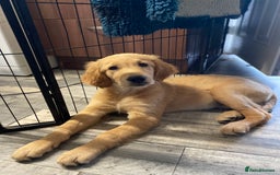 Golden Retriever dogs for sale: Beautiful golden retriever puppy Girl - Image 1