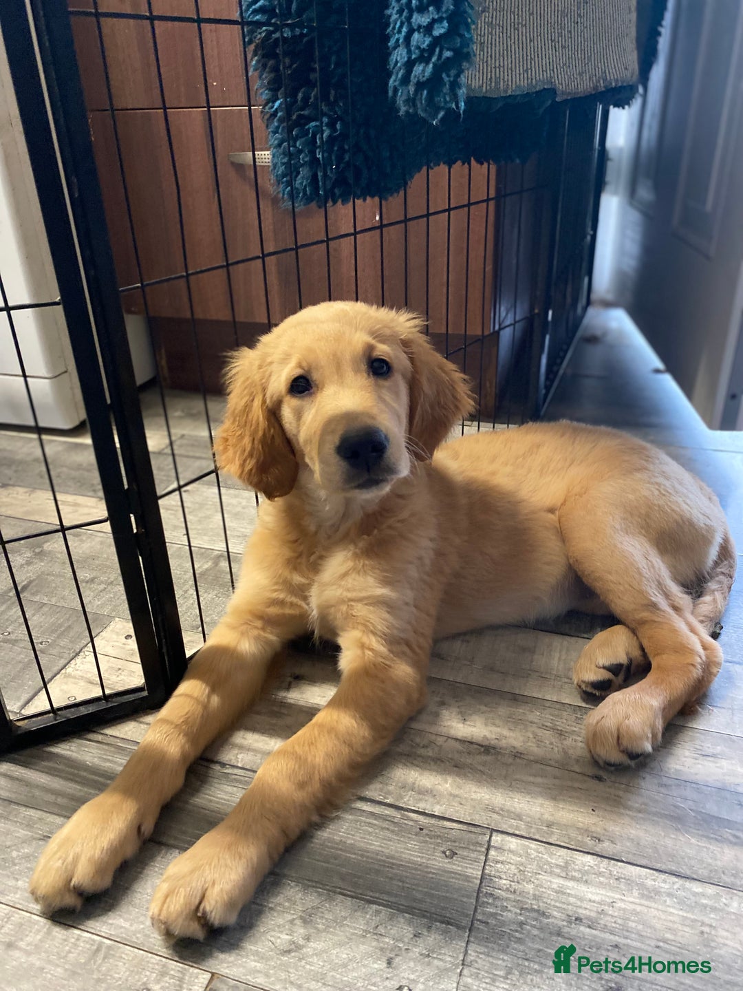 Golden Retriever dogs for sale: Beautiful golden retriever puppy Girl - Image 1