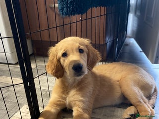 Golden Retriever dogs for sale - Advert 1