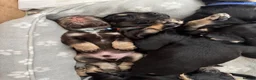Cocker Spaniel dogs for sale: Stunning Cocker Spaniel Puppies in Peterhead - Advert 21