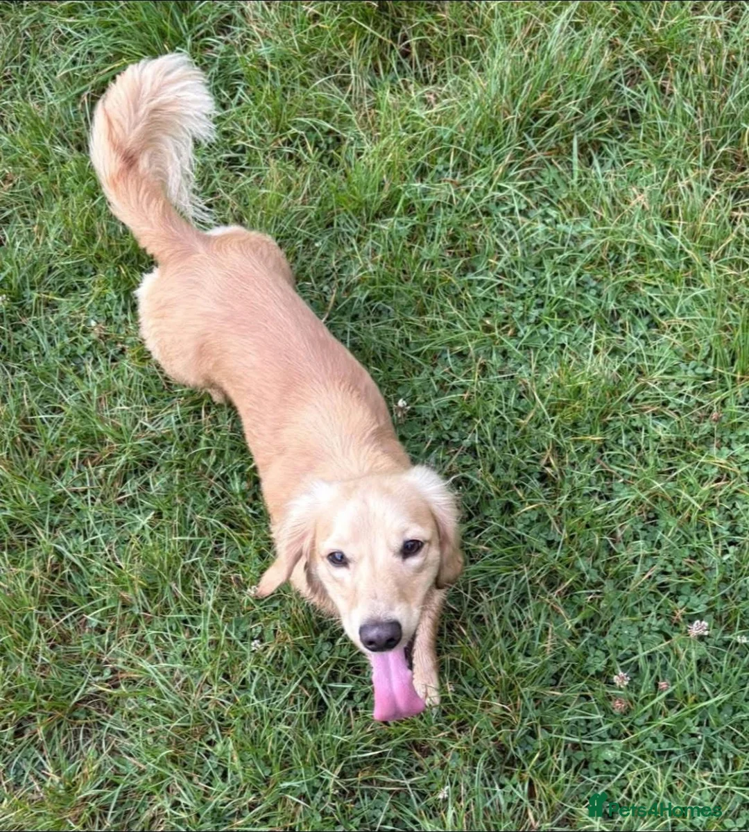 Dachshund dogs for stud: Cream longhair mini dachshund kc reg stud  - Advert 4