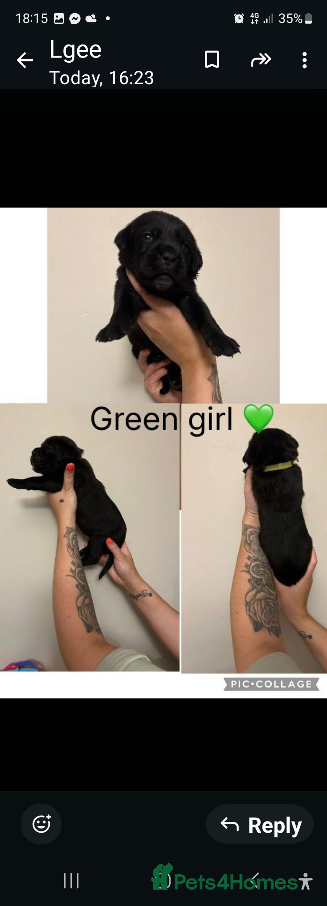 Cane Corso dogs for sale: Cane corso puppies for sale - Image 10