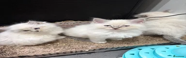 Ragdoll 4