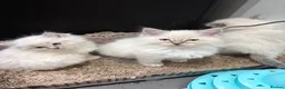 Ragdoll cats for sale: Beautiful Ragdoll Kittens - Advert 3