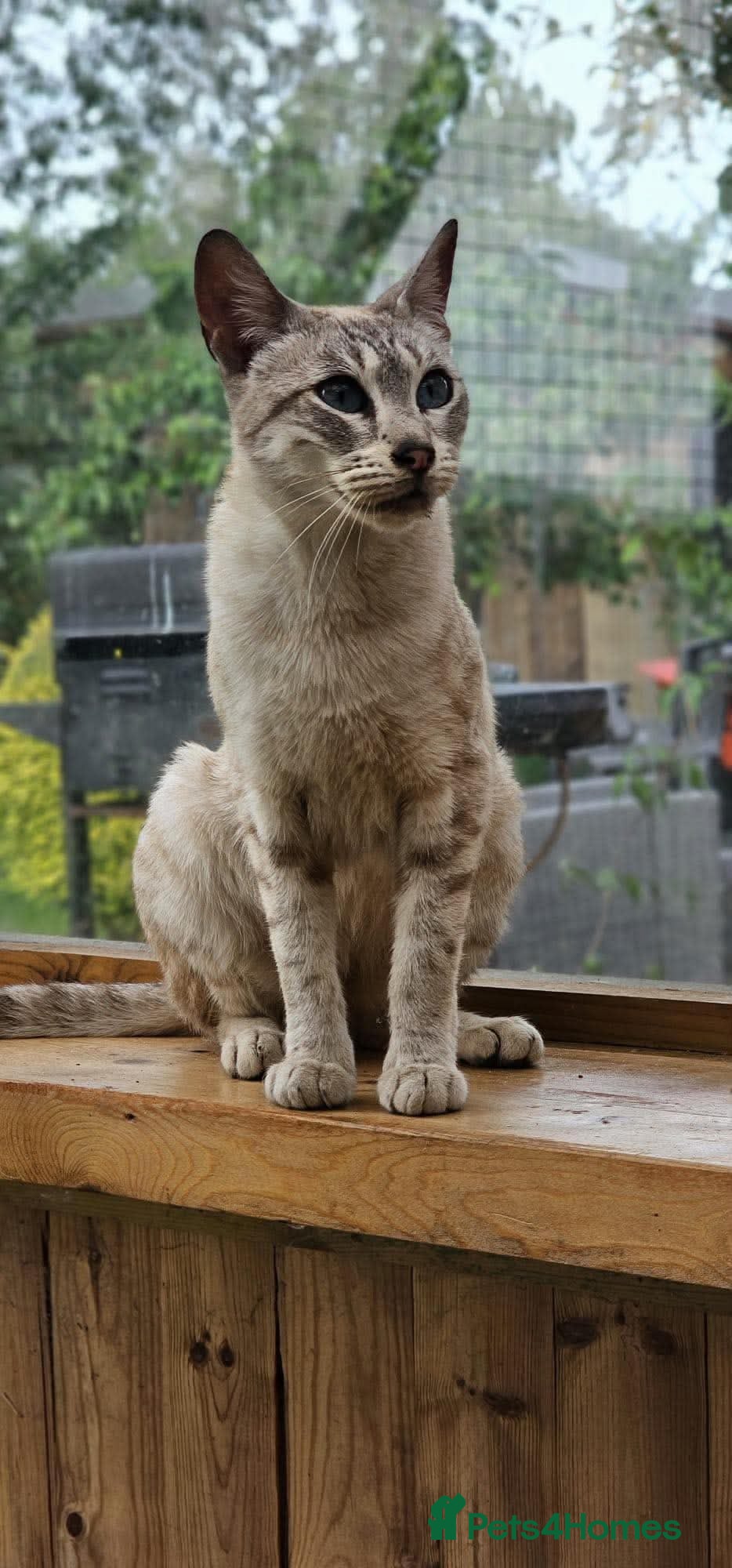 Mixed Breed cats Meet Pip 🐾  - Advert 1