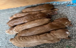 Cockapoo dogs for sale: Adorable F1 Cockapoo Puppies  - Image 3