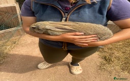 Continental Giant rabbits for sale: Very lovely rabbit  - Image 2