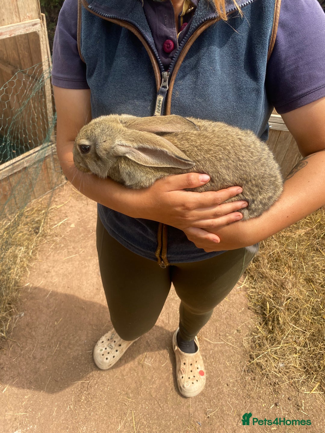 Continental Giant rabbits for sale: Very lovely rabbit  - Image 2