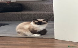 Ragdoll cats for sale: Gccf registered female ragdoll - Image 2
