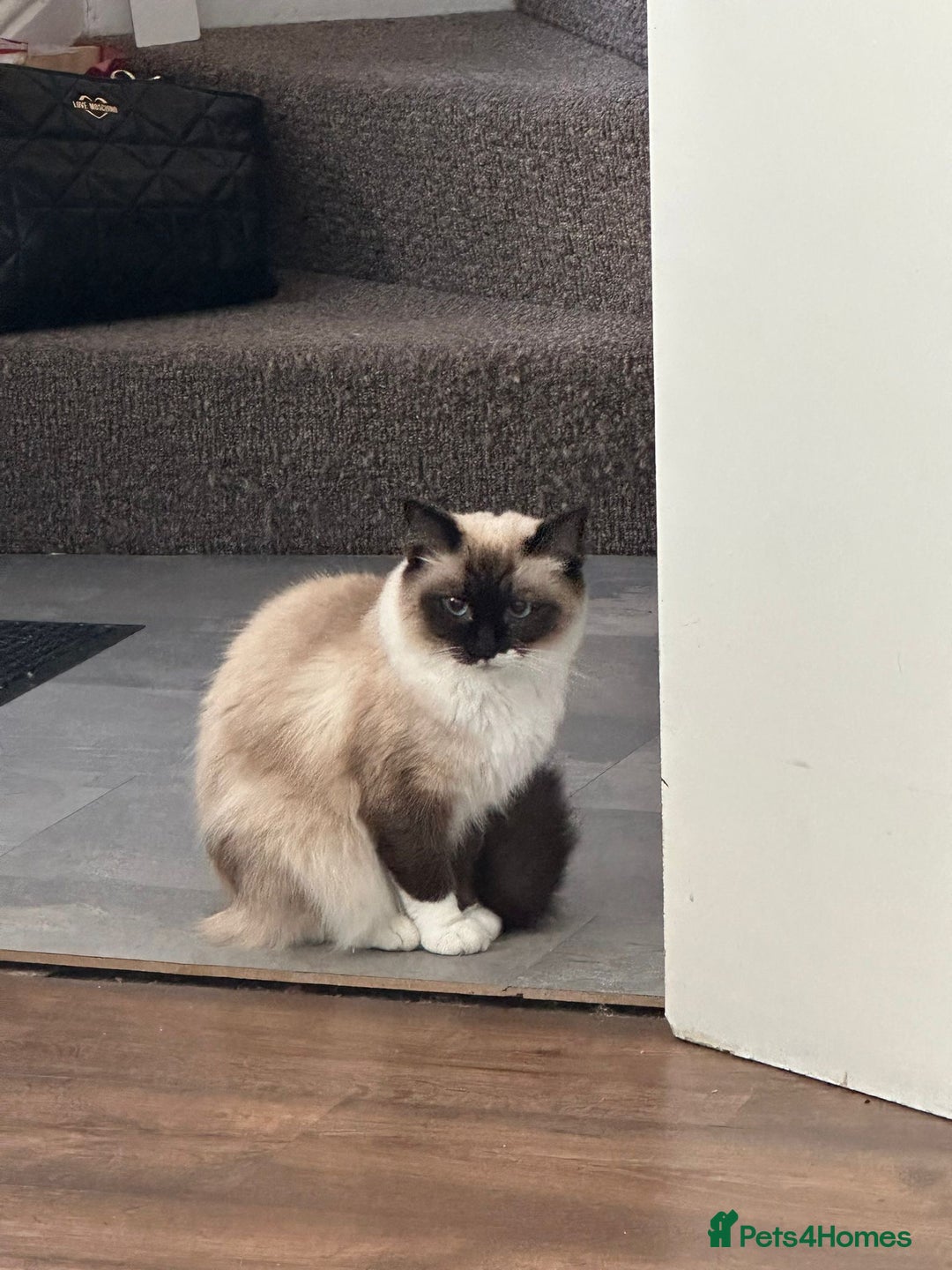 Ragdoll cats for sale: Gccf registered female ragdoll - Image 2