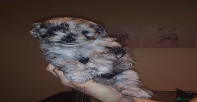 Shihpoo dogs - Advert 13
