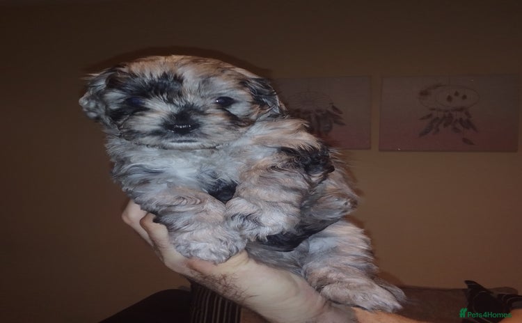 Shihpoo dogs - Advert 8