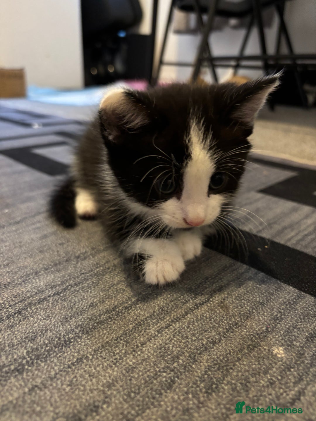 British Longhair cats for sale: Three adorable kittens  - Image 11