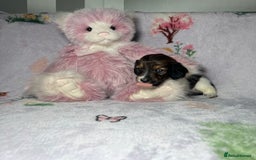 Miniature Dachshund dogs for sale: KC registered longhair Piebald puppies  - Image 8