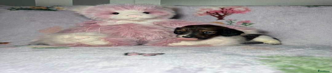 Sable piebald female 