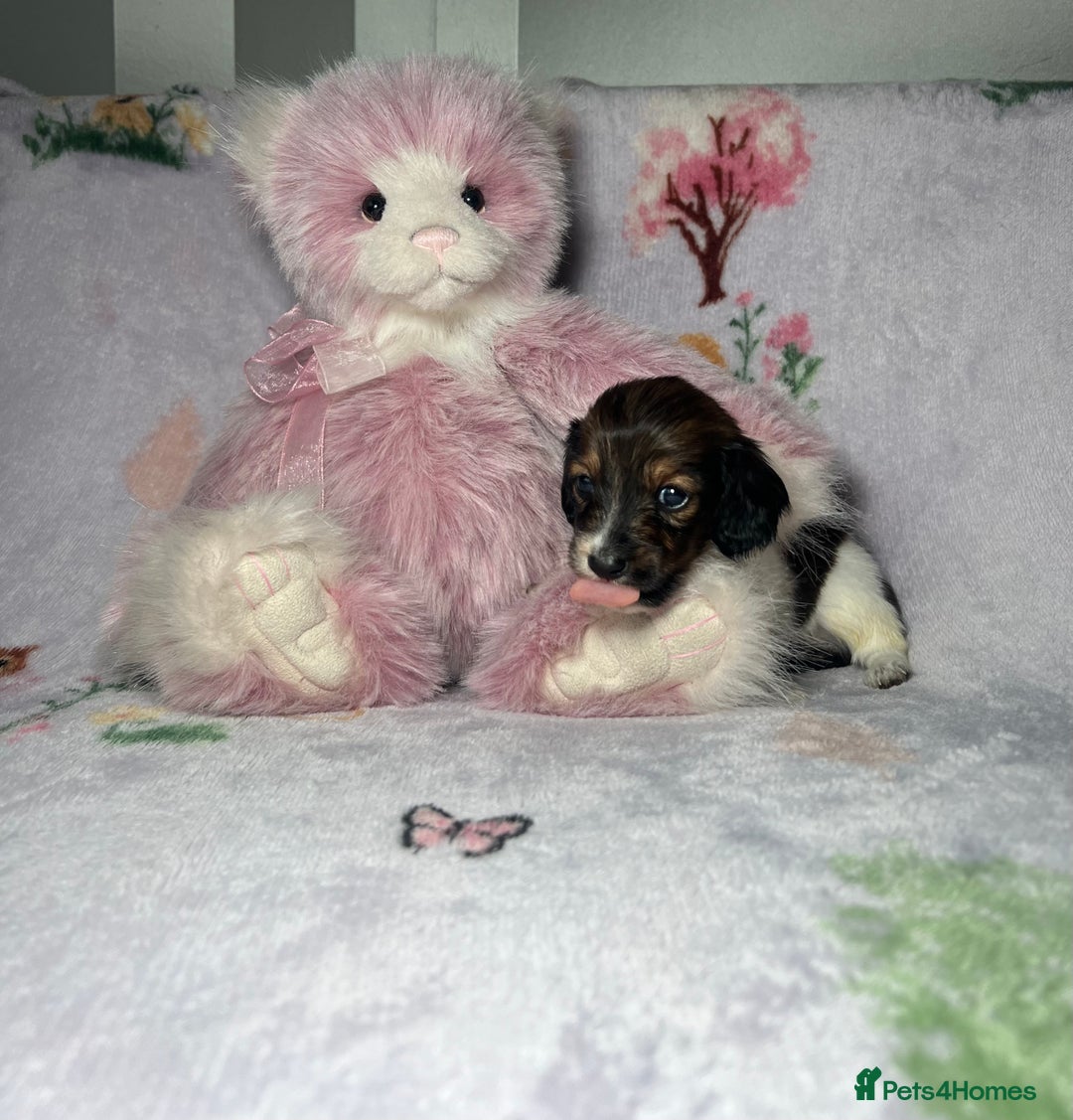 Miniature Dachshund dogs for sale: KC registered longhair Piebald puppies  - Image 8