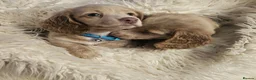 Miniature Dachshund dogs for sale: 🐾A rare pair of identical twins mini dachshunds🐾 - Advert 36