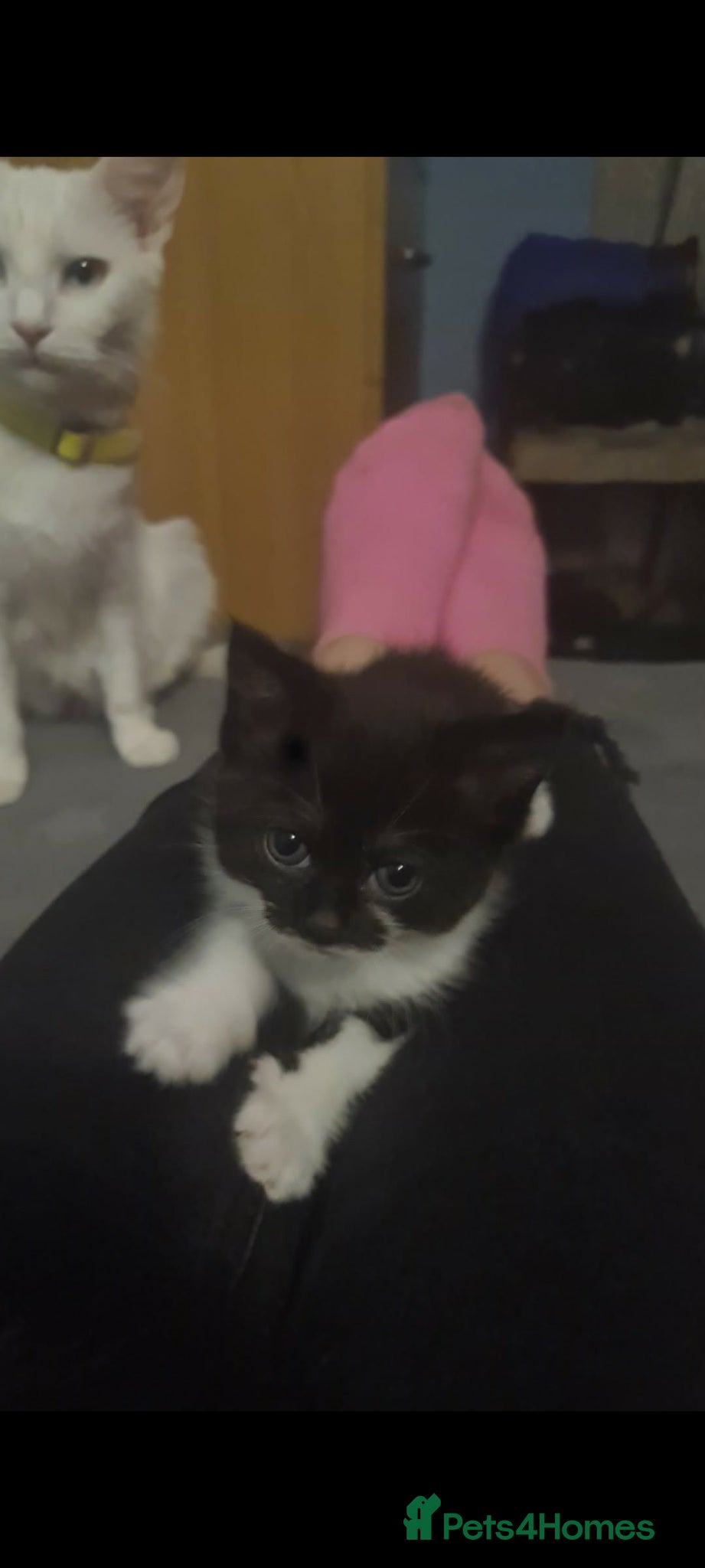 British Shorthair cats British shorthair  - Advert 2