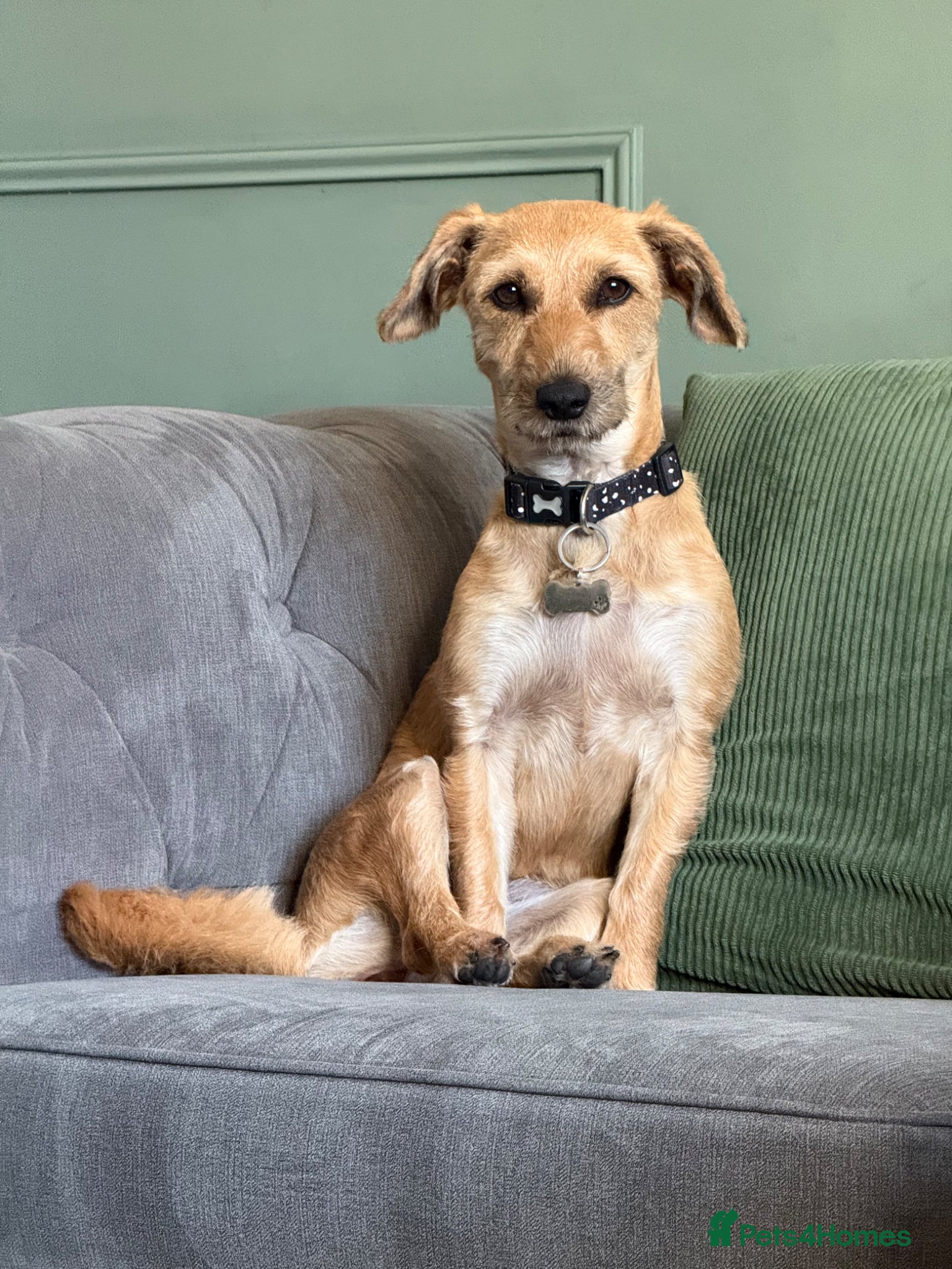 Mixed Breed dogs Border Terrier x Schnauzer Penny - Advert 1