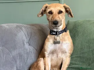 Mixed Breed dogs Border Terrier x Schnauzer Penny - Advert 3