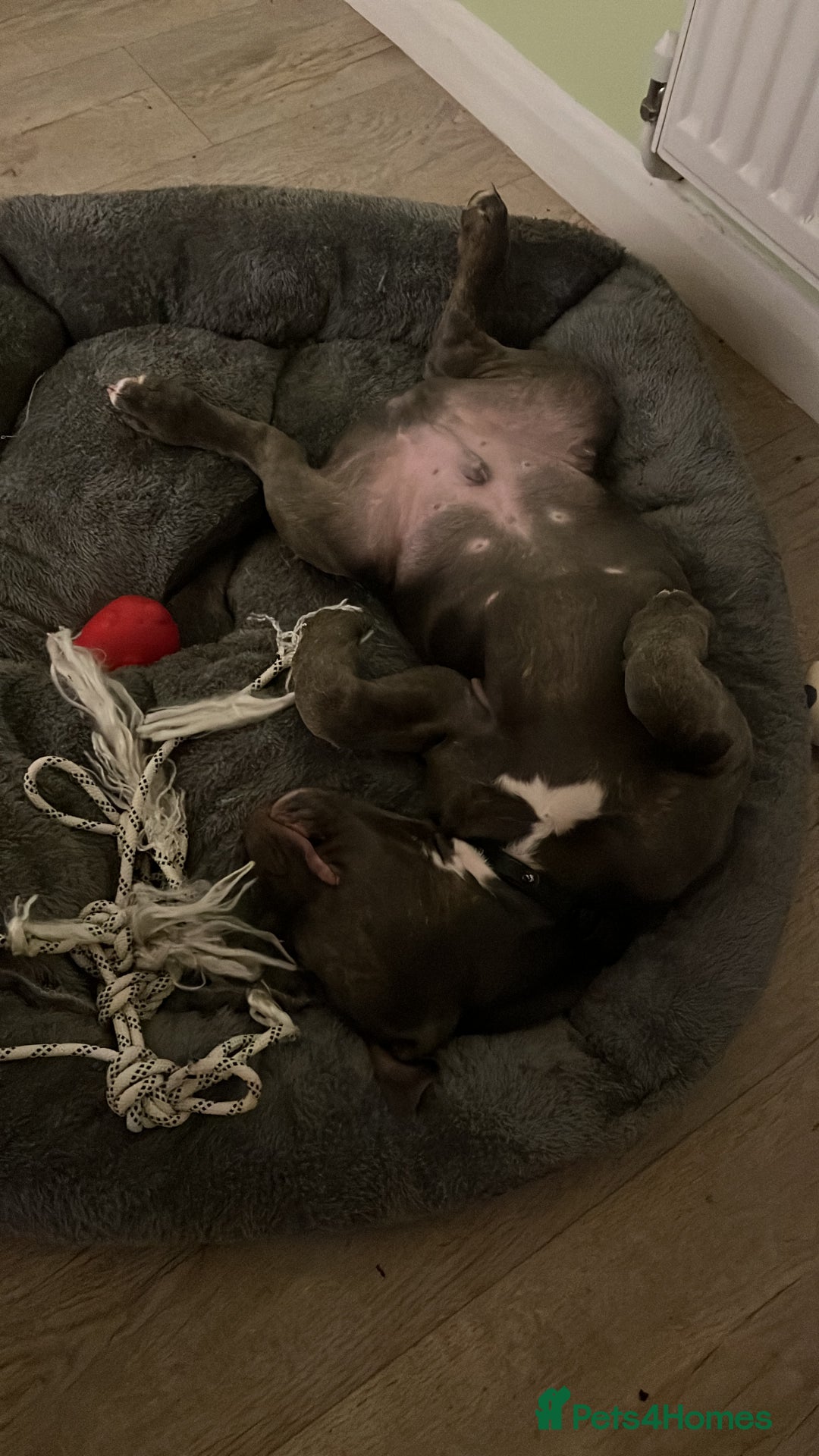 Staffordshire Bull Terrier dogs for sale: Yogi Bear 3 1/2 months old male Staff pup.  - Advert 7