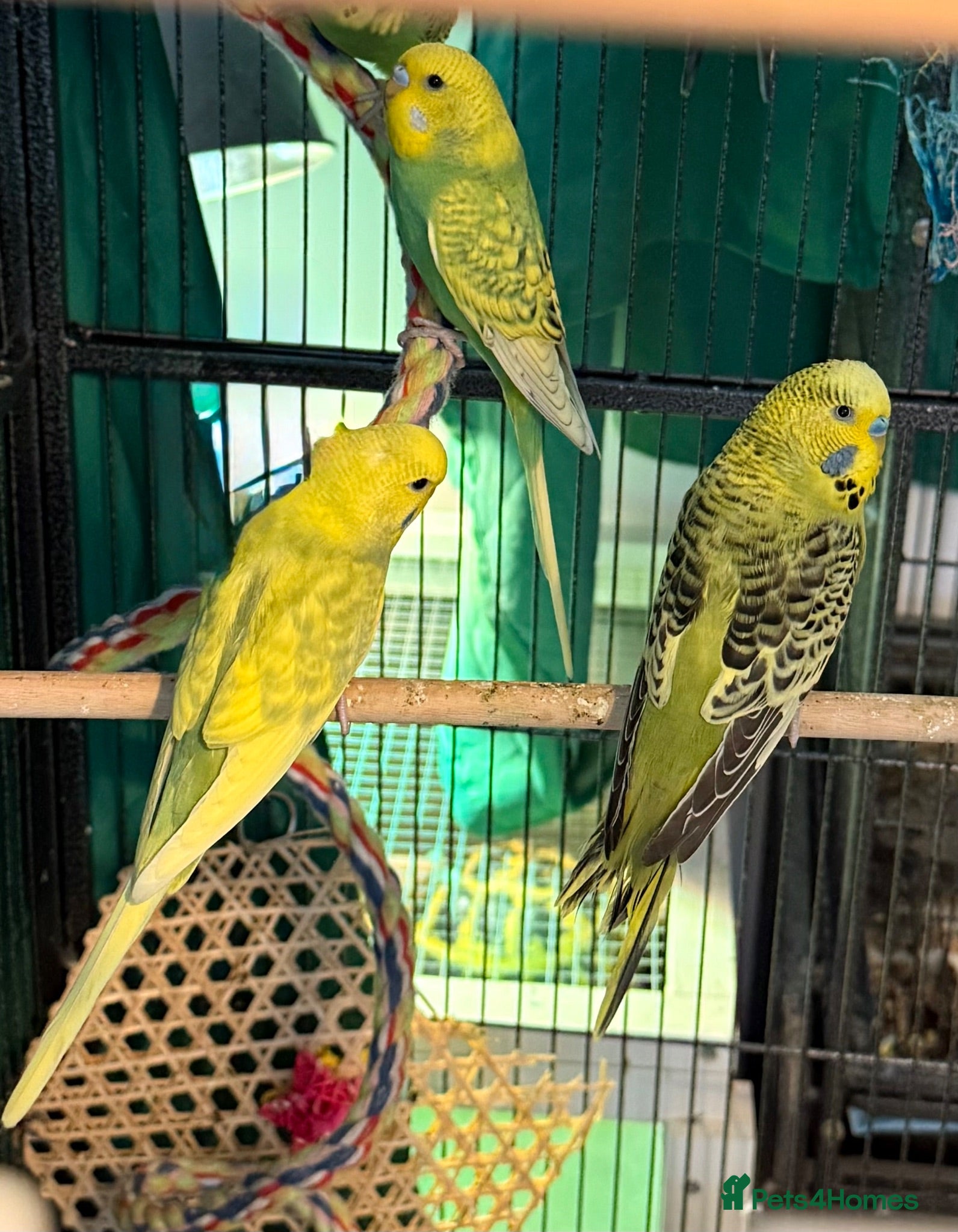 Budgerigars birds 1. Beautiful Pied Green Baby Budgies male & female - Advert 1