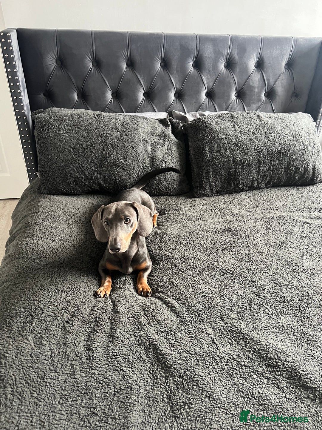 Dachshund dogs for sale: Grey and Tan Male Dachshund 17 months old - Advert 4