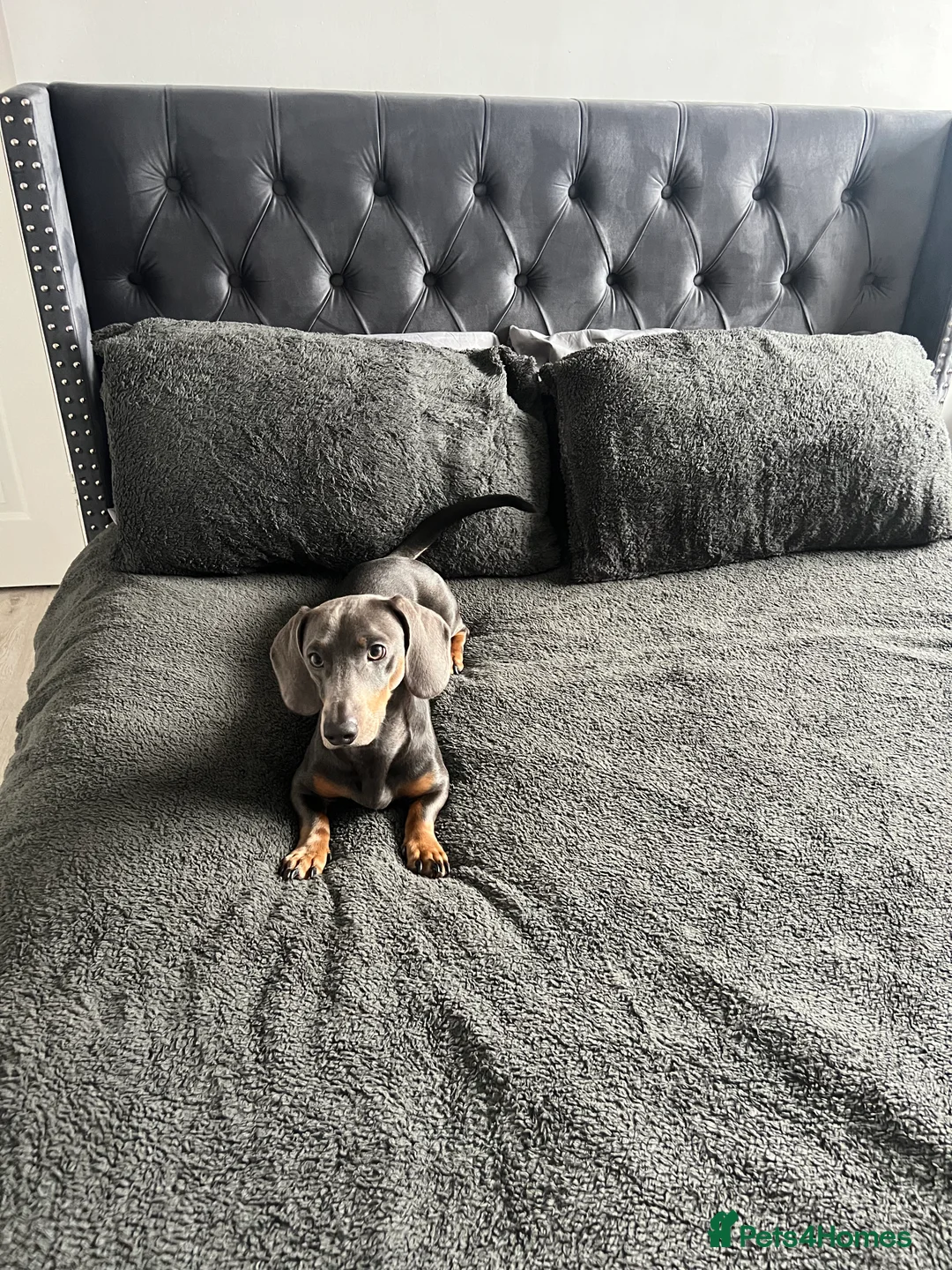 Dachshund dogs for sale: Grey and Tan Male Dachshund 17 months old - Advert 4
