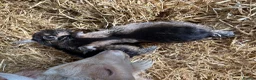 Goats livestock for sale: Purebred Pygmy goat kids  - Advert 14