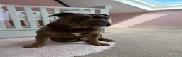 Olde English Bulldogge dogs for stud: ROMEY for stud  - Advert 13